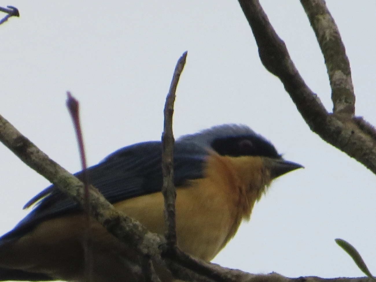 Saíra-Viúva (Pipraeidea melanonota), aves, fotografado em Maresias, São Sebastião