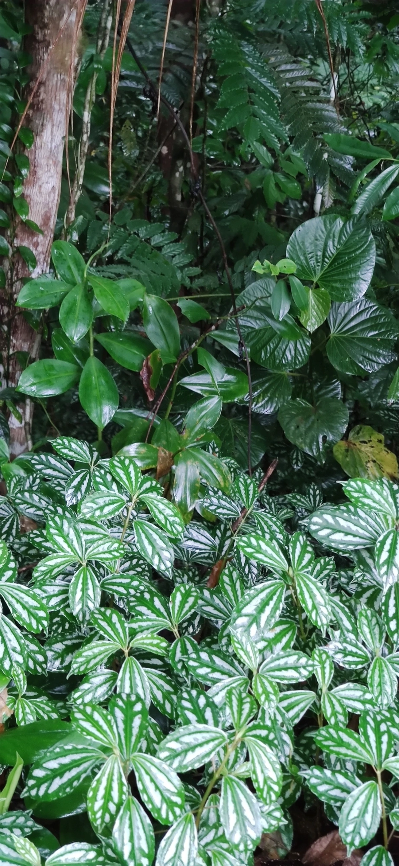 Planta-alumínio (Pilea cadierei), plantas, fotografado em Maresias, São Sebastião