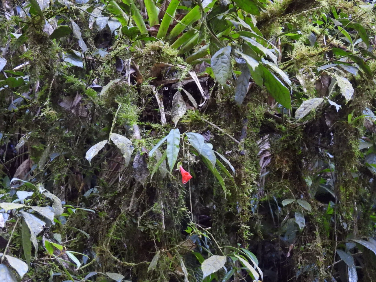 Planta-peixinho (Nematanthus crassifolius), plantas, fotografado em Resende