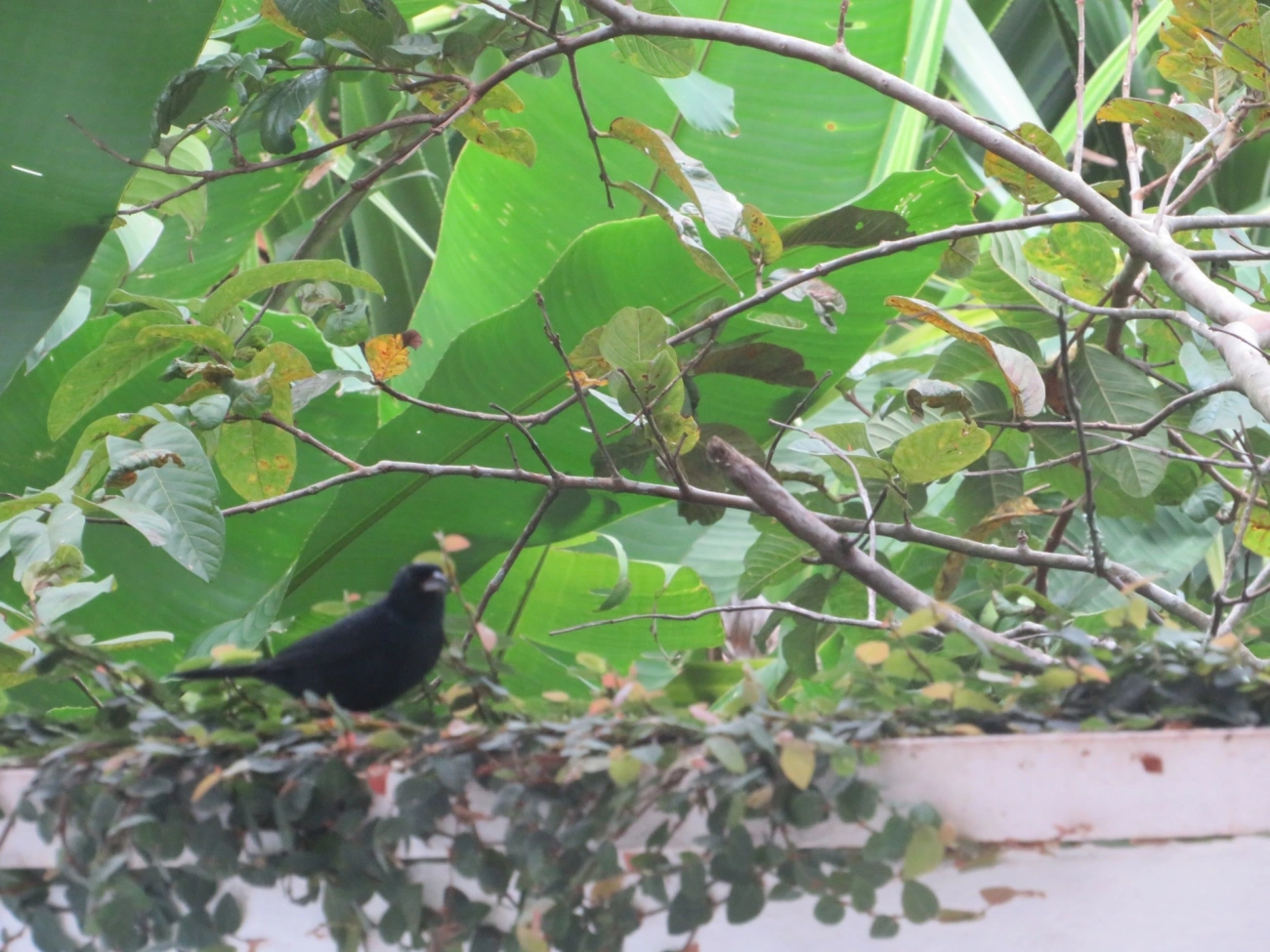 Tiê-preto (Tachyphonus coronatus), aves, fotografado em Maresias, São Sebastião