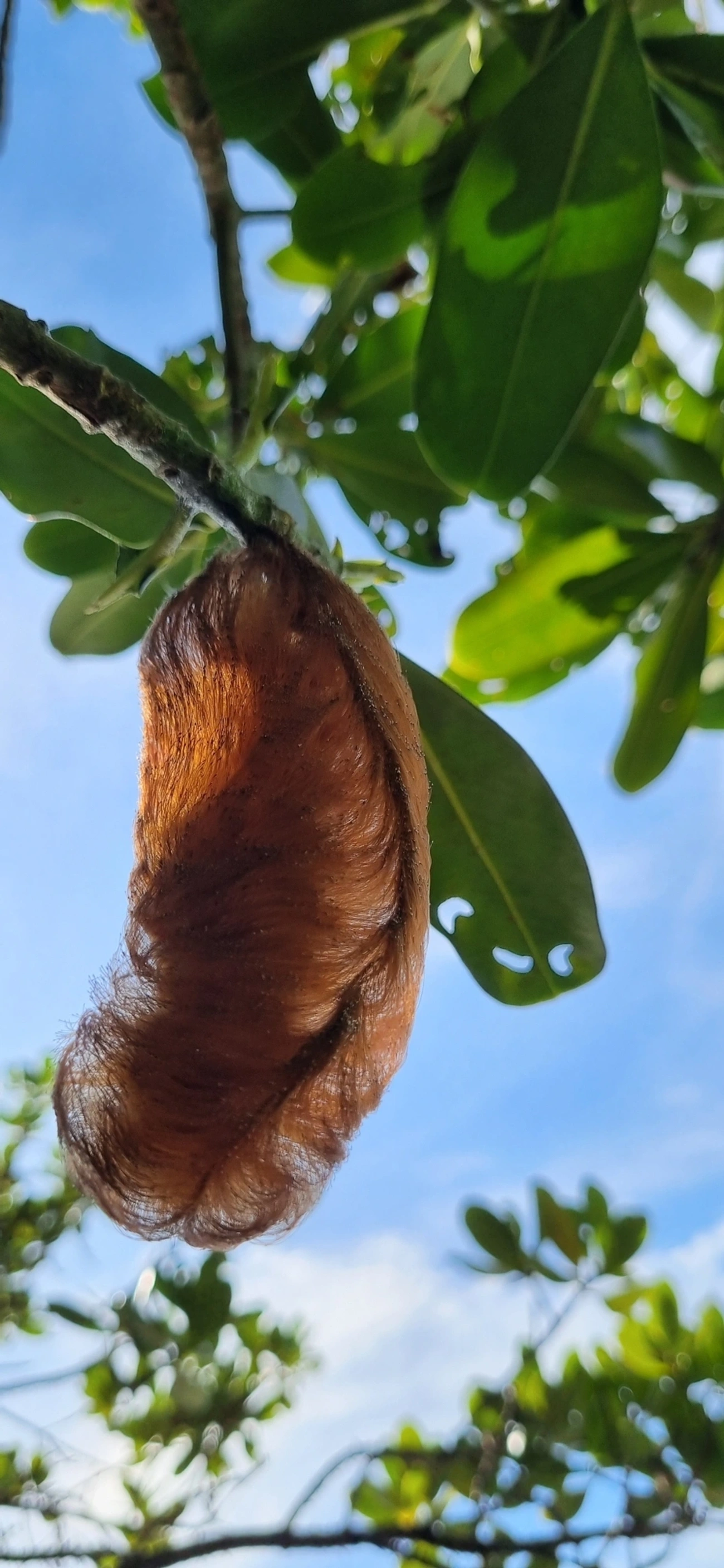 Podalia, insetos, fotografado em Maresias, São Sebastião