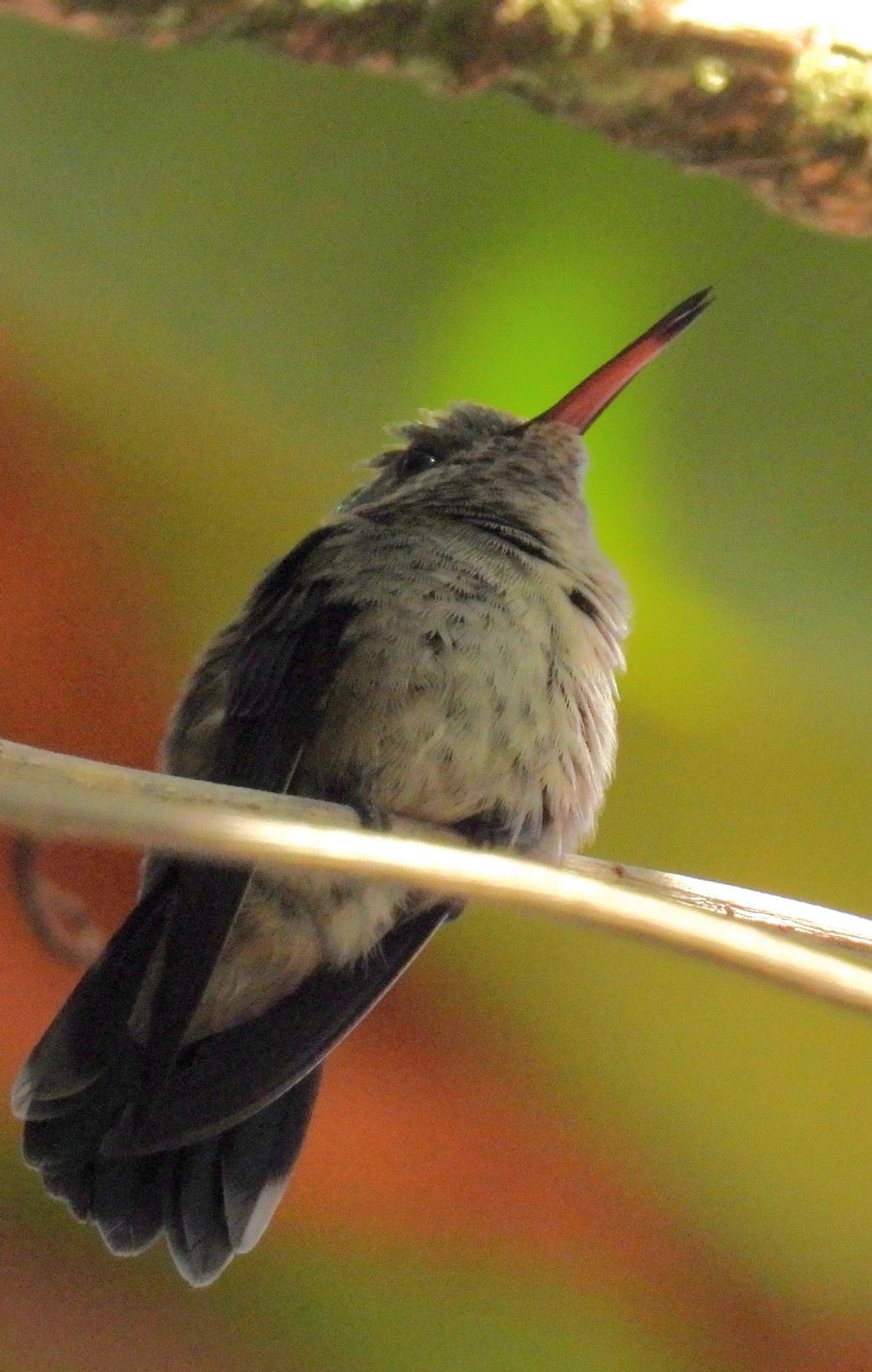 Beija-flor-roxo (Chlorestes cyanus), aves, fotografado em Paúba, São Sebastião