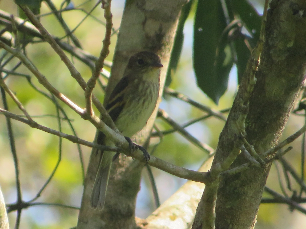 Filipe (Myiophobus fasciatus), aves, fotografado em Maresias, São Sebastião