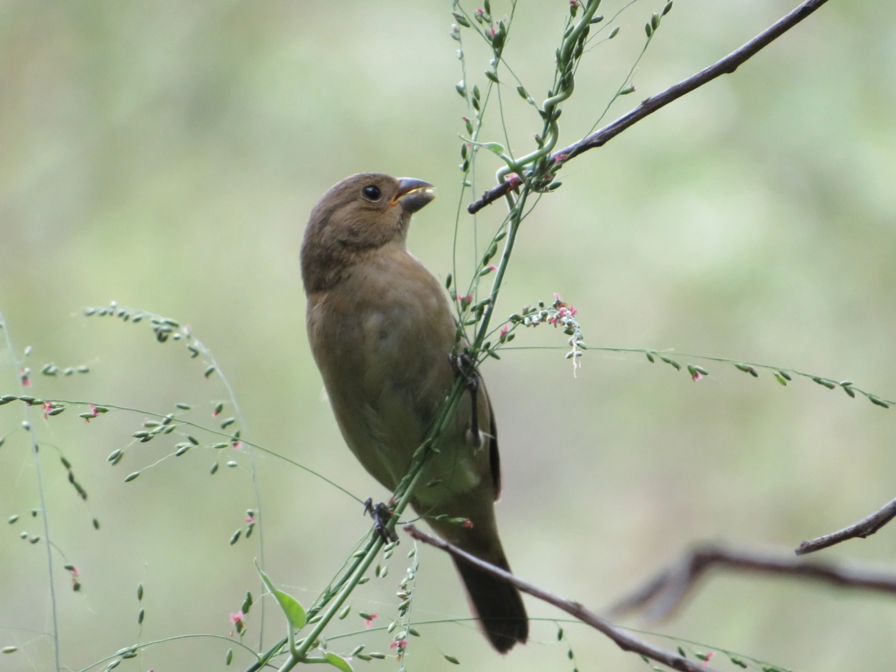 Coleirinho (Sporophila caerulescens), aves, fotografado em Maresias, São Sebastião