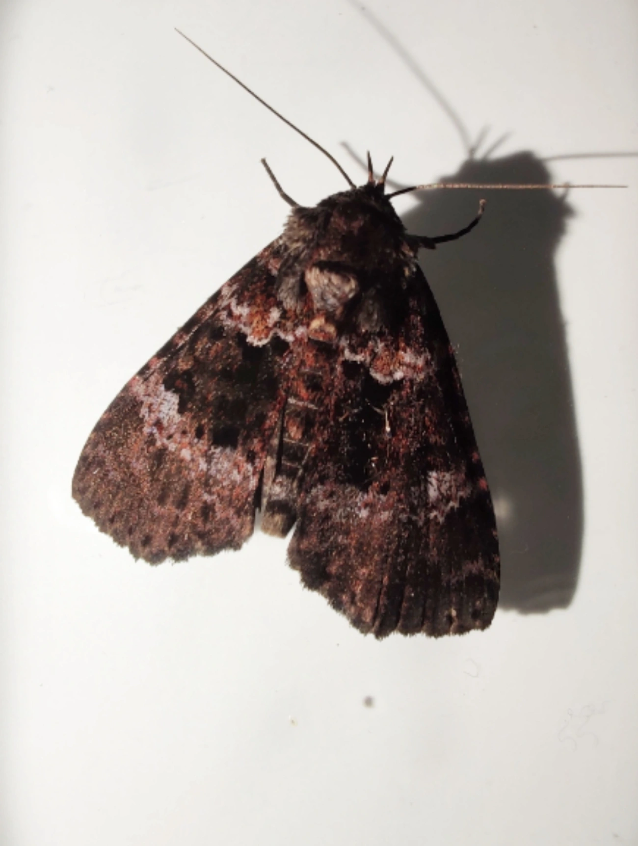 Cropia, insetos, fotografado em Maresias, São Sebastião