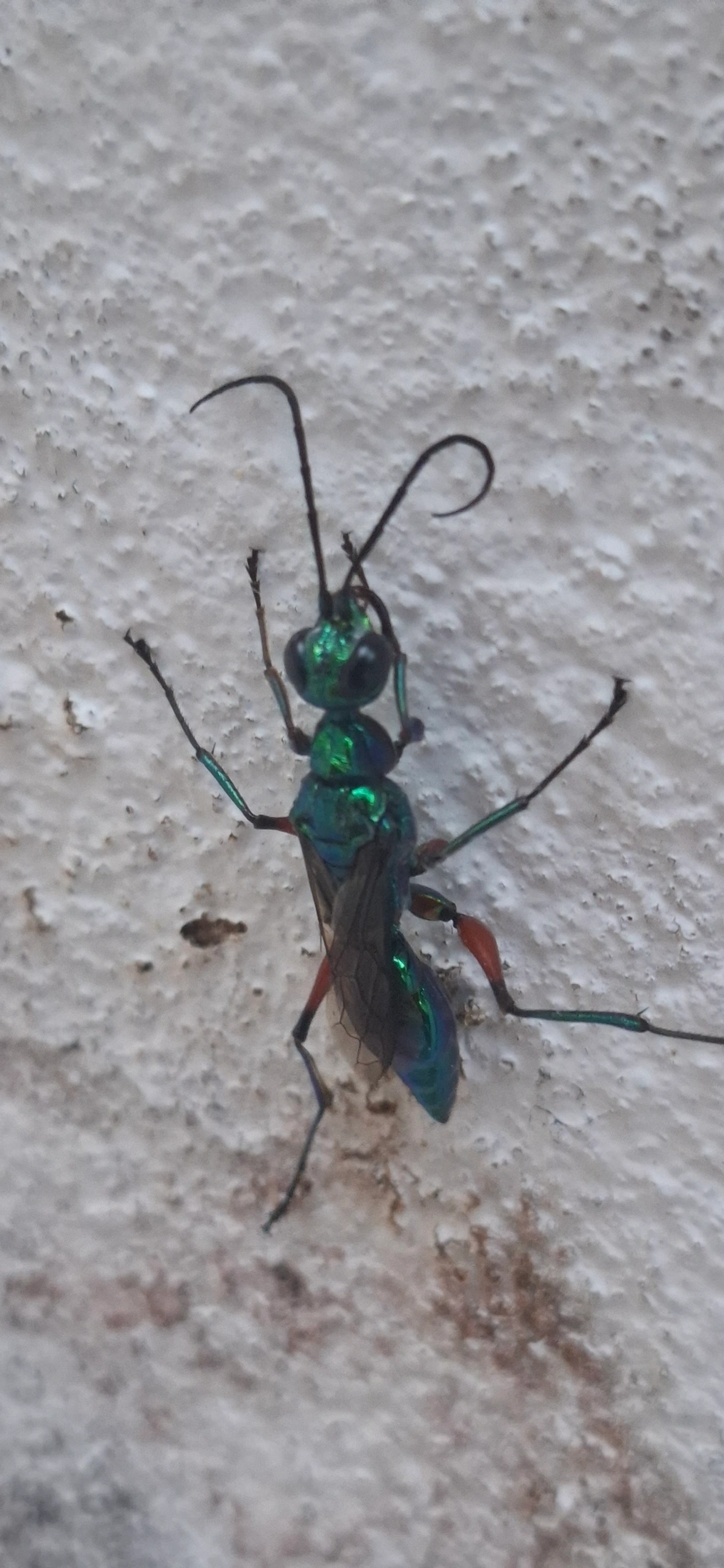 Vespa-esmeralda (Ampulex compressa), insetos, fotografado em Maresias, São Sebastião