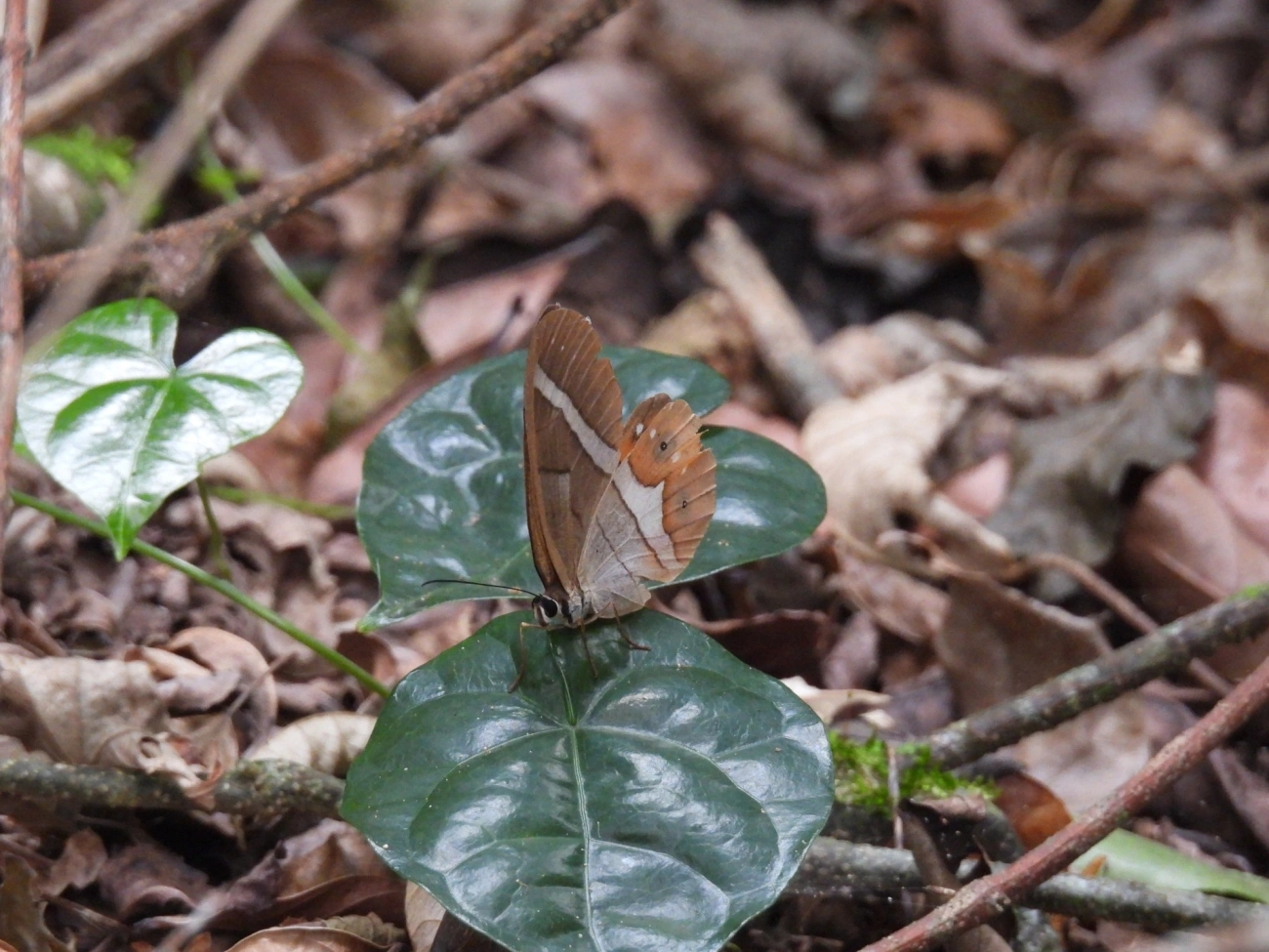 Pierella nereis, insetos, fotografado em Cabreúva