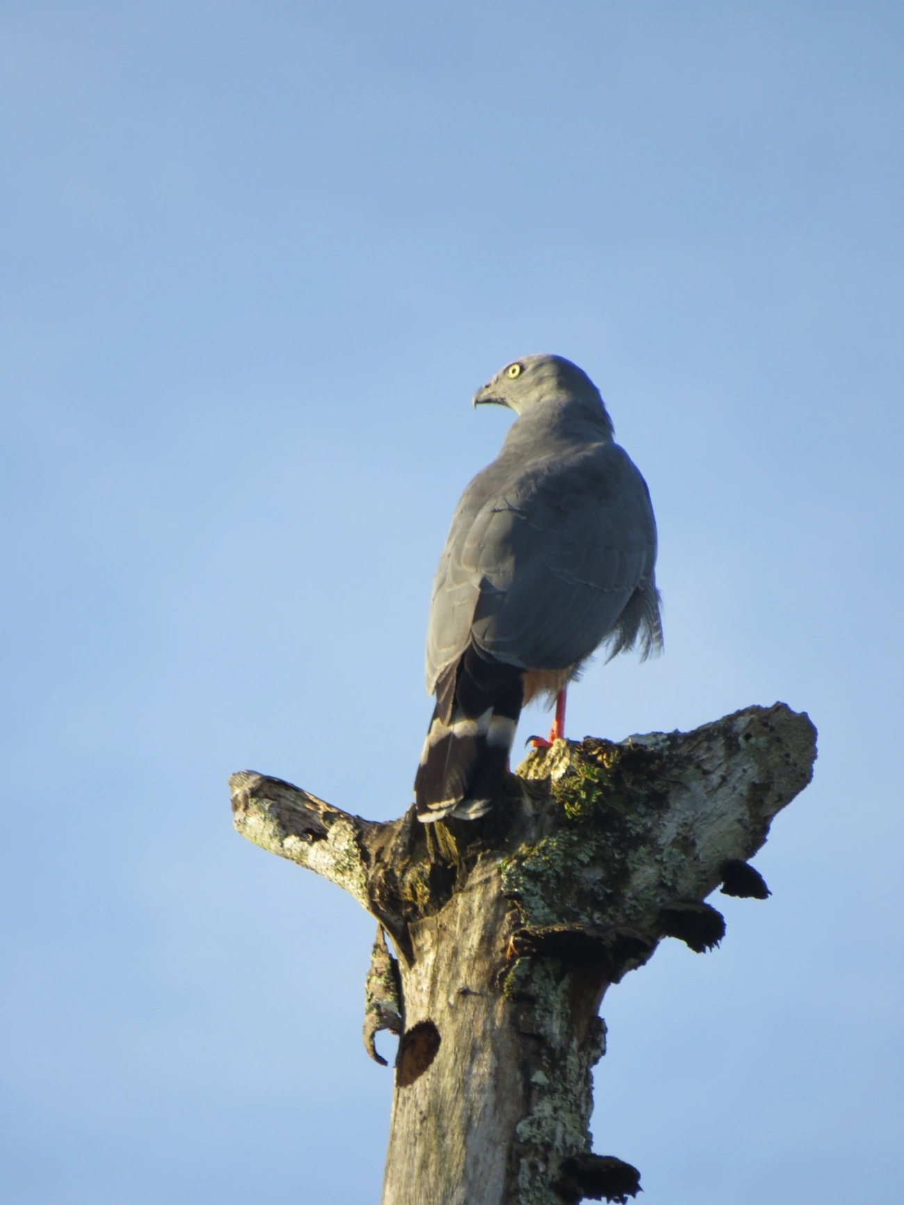 Gavião-pernilongo (Geranospiza caerulescens), aves, fotografado em Maresias, São Sebastião