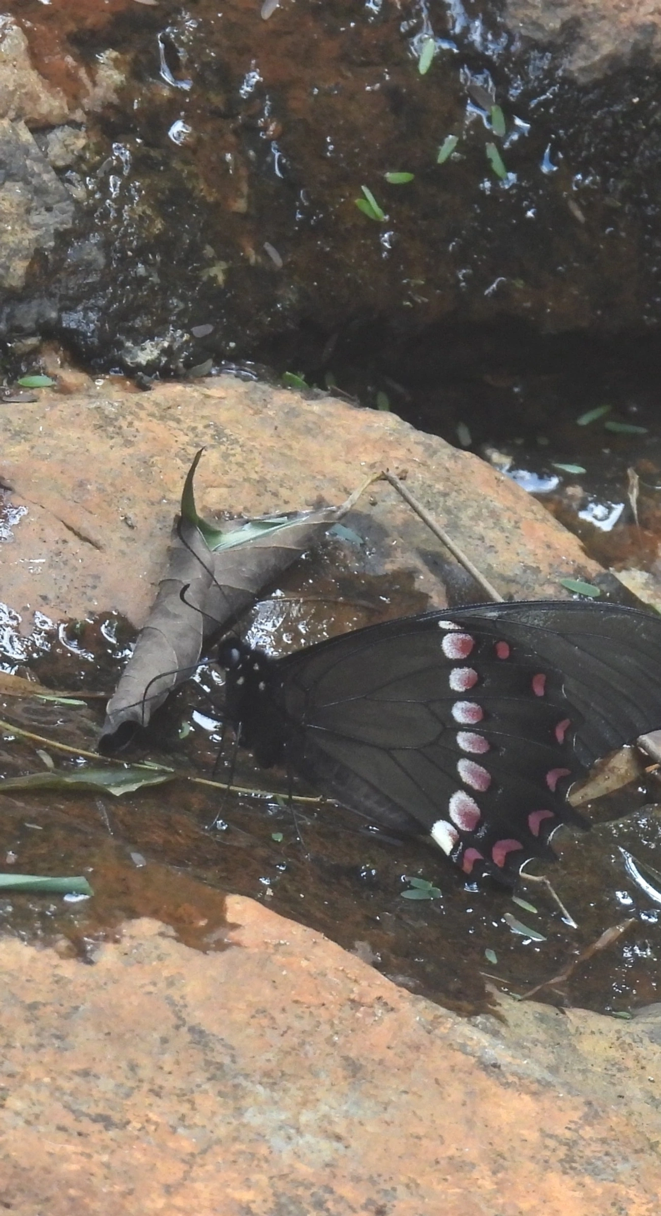 Papilio cleotas, insetos, fotografado em Cabreúva