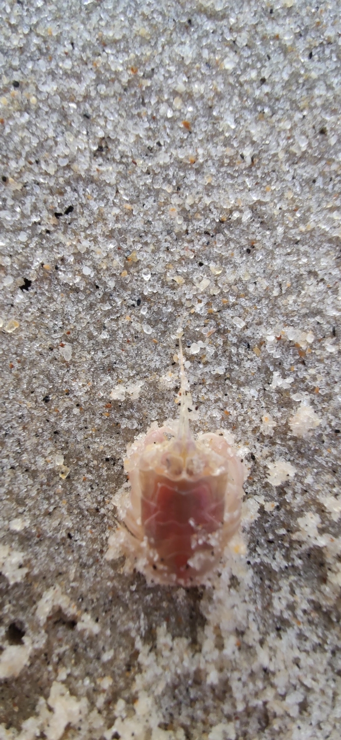 Lepidopa richmondi, crustáceos, fotografado em Maresias, São Sebastião