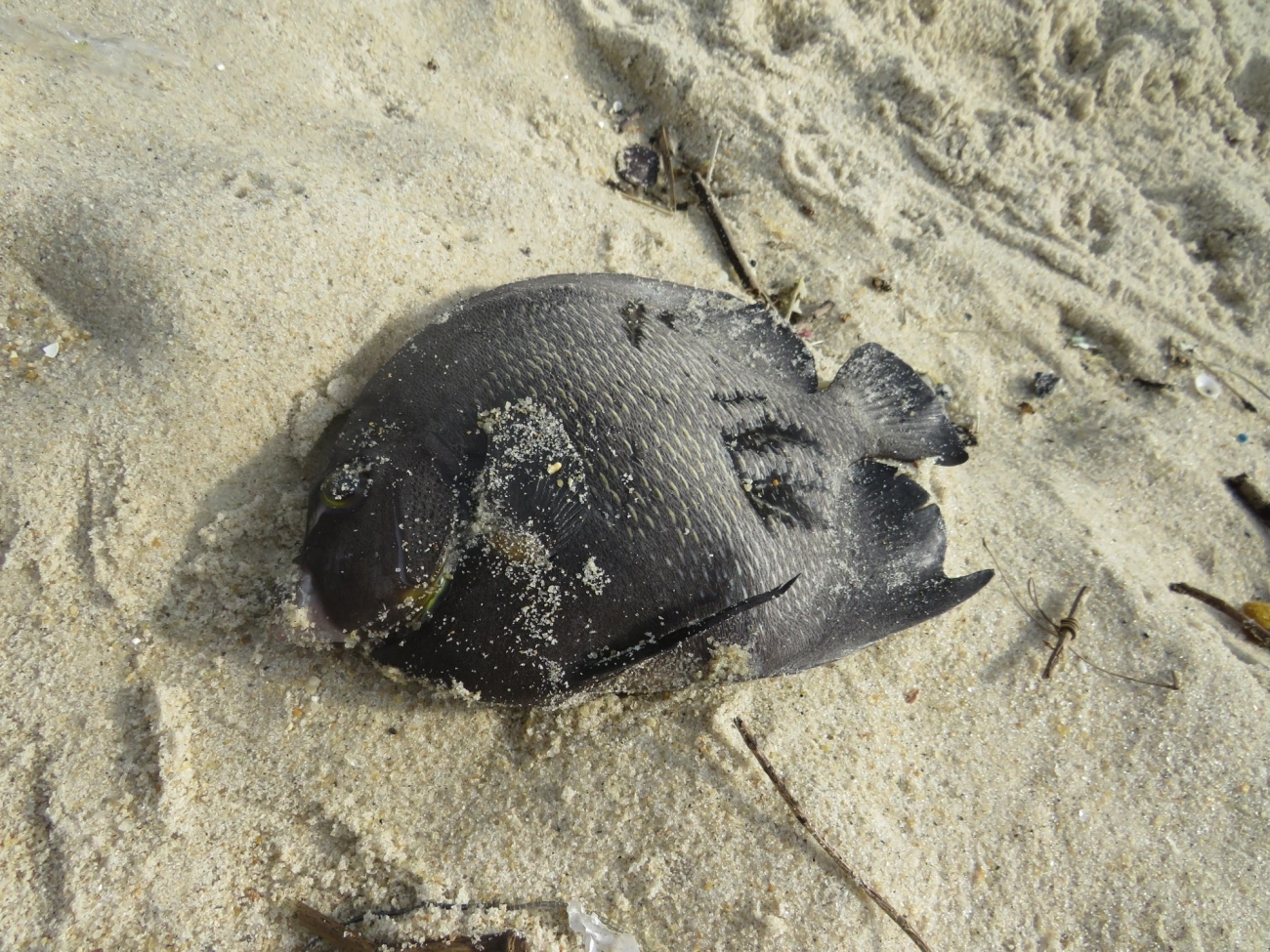 Frade (Pomacanthus paru), peixes, fotografado em Maresias, São Sebastião