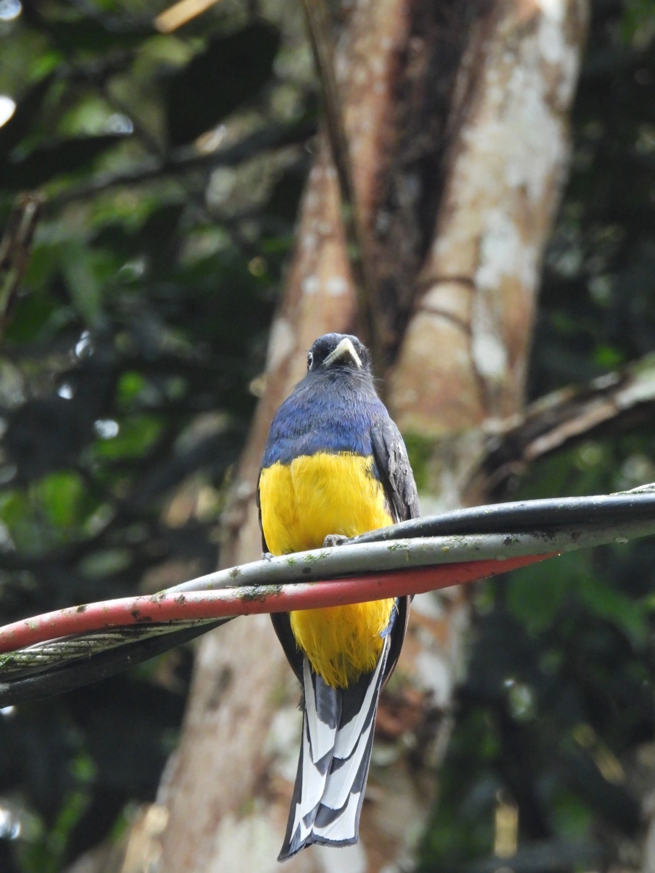 Surucuá-de-barriga-amarela (Trogon viridis), aves, fotografado em Maresias, São Sebastião