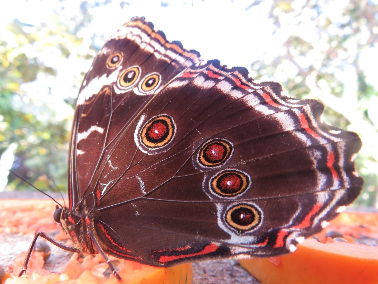 Capitão-do-mato (Morpho helenor), insetos, fotografado em Maresias, São Sebastião