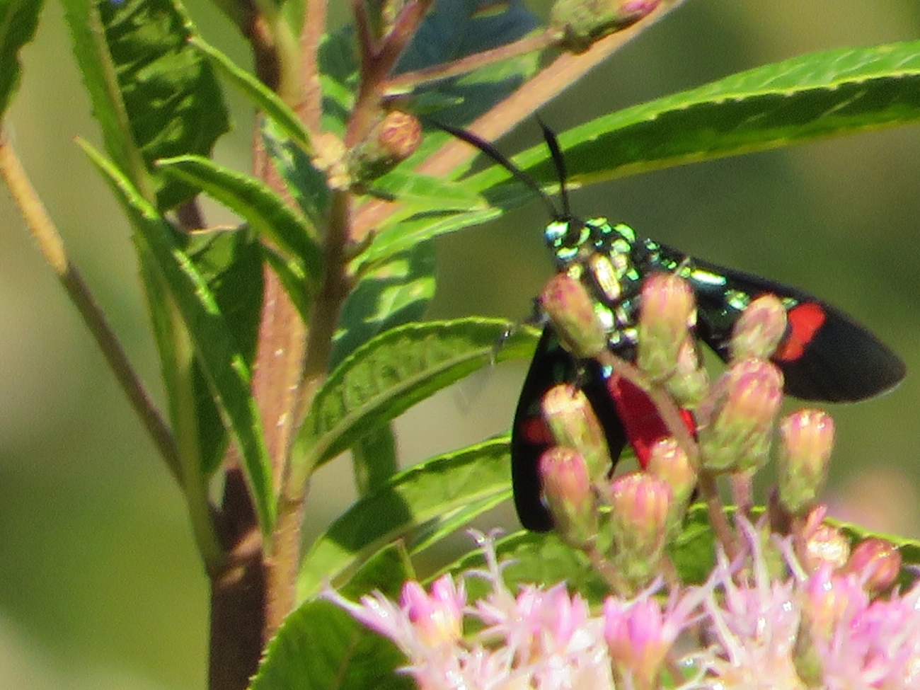 Belemnia eryx, insetos, fotografado em Maresias, São Sebastião