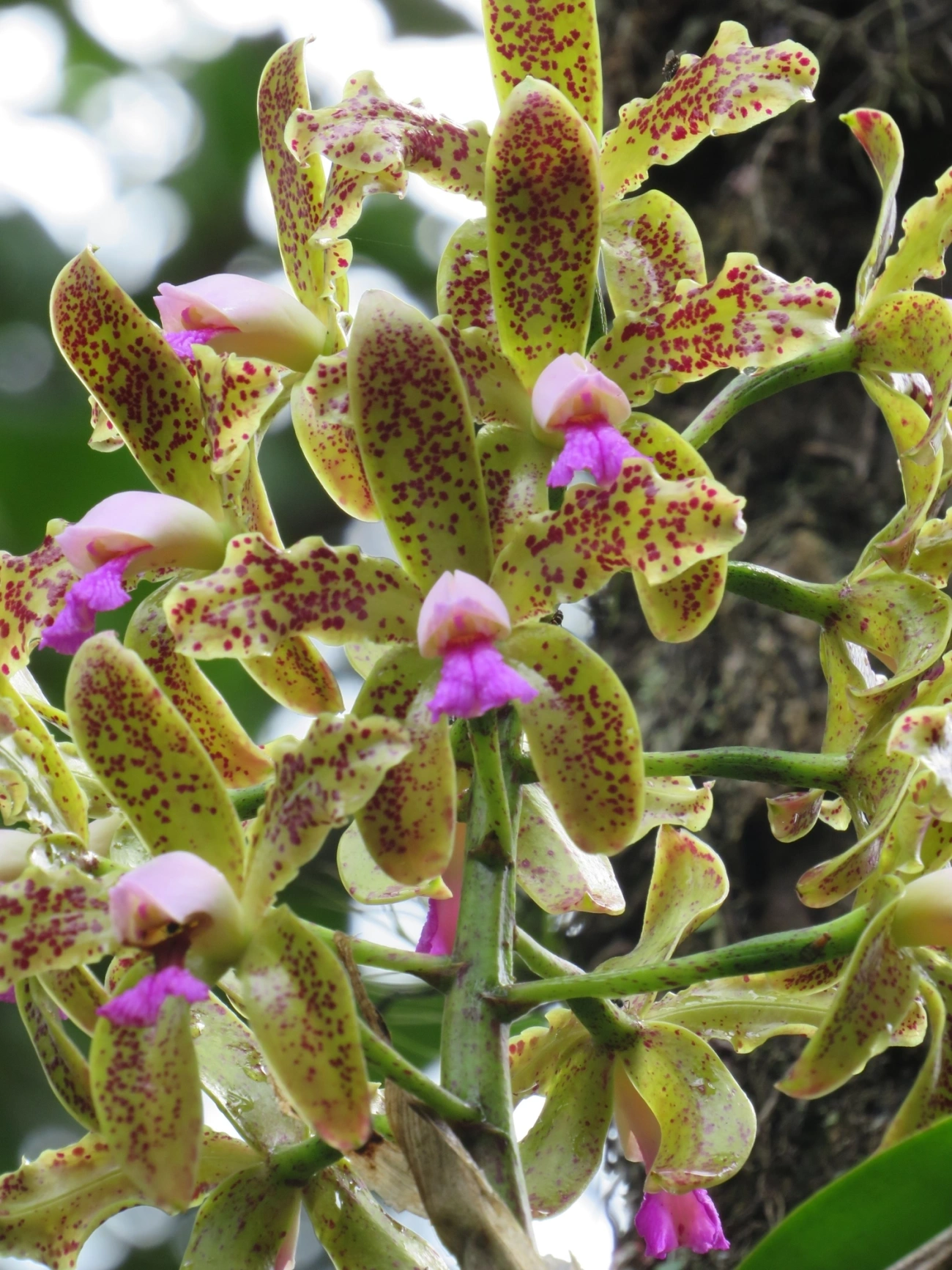 Catleia-gutata (Cattleya guttata), plantas, fotografado em São Sebastião