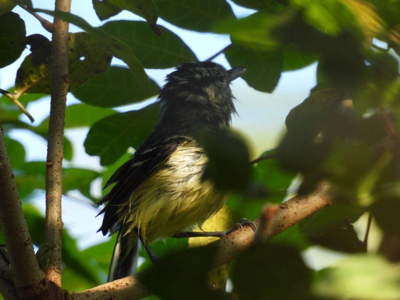 Chorozinho-de-Asa-Vermelha (Herpsilochmus rufimarginatus), aves, fotografado em Maresias, São Sebastião
