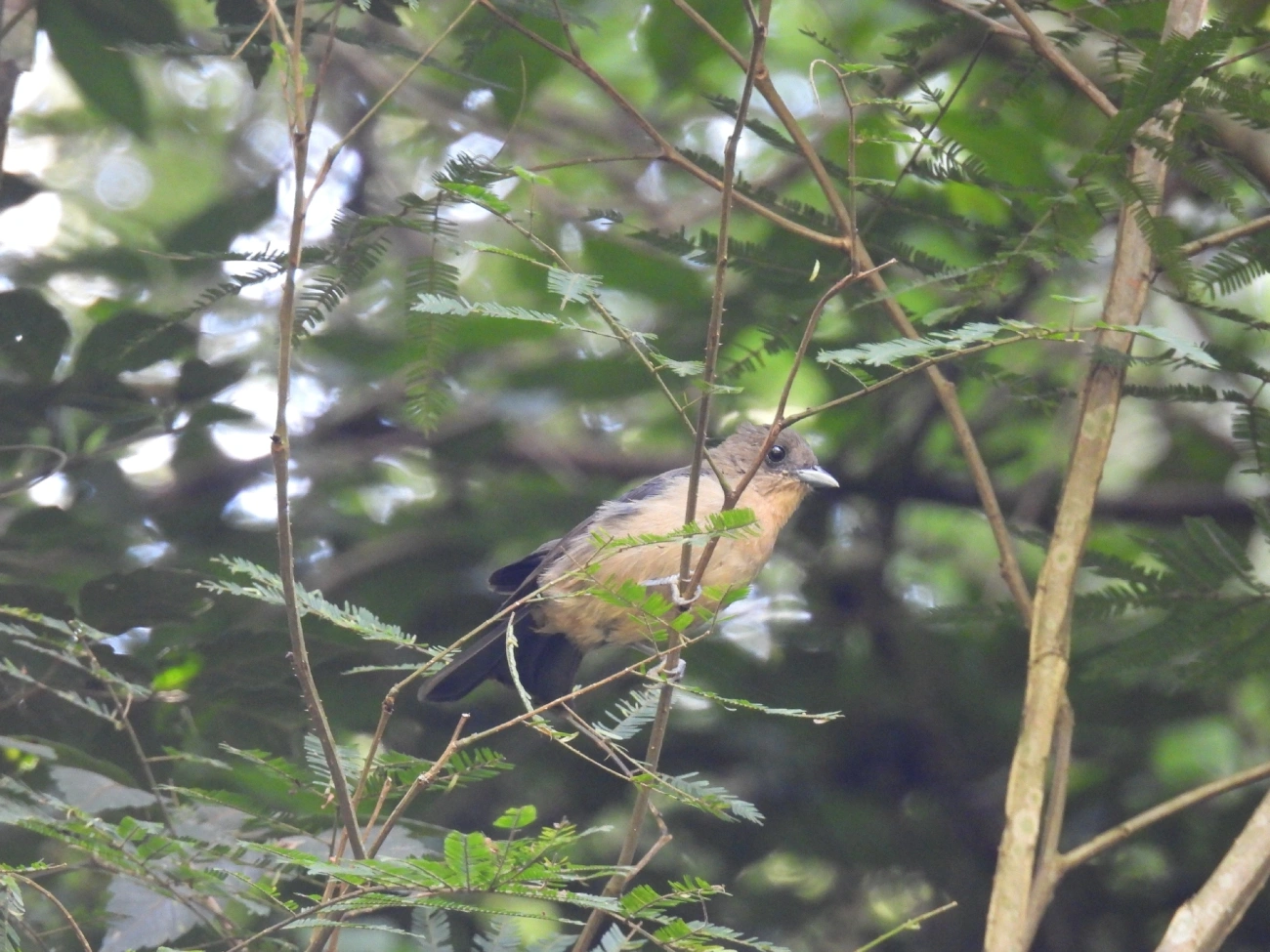 Tiê-de-topete (Trichothraupis melanops), aves, fotografado em Queluz