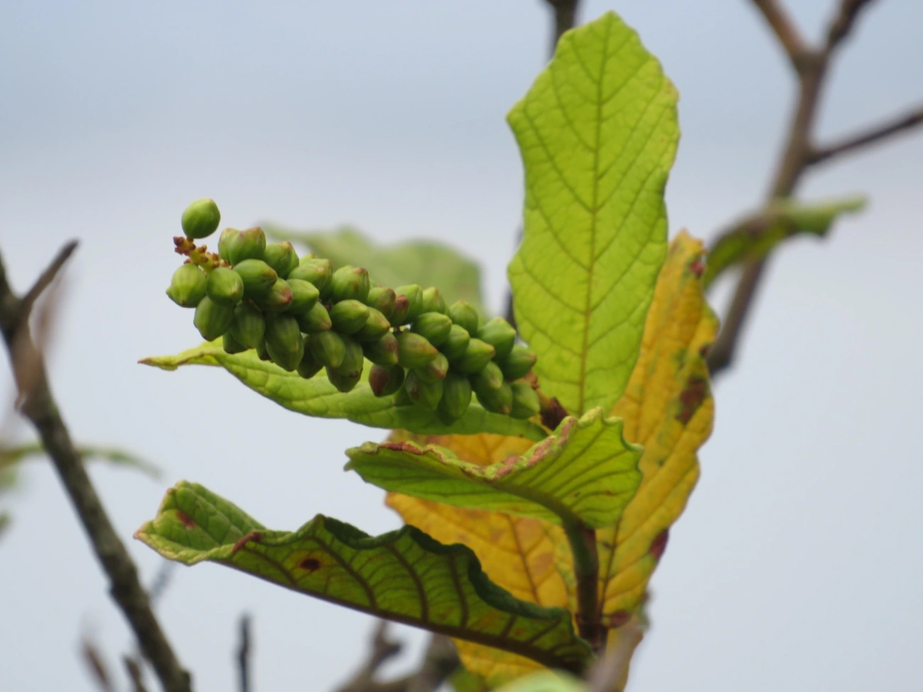 Plantas (Plantae), plantas, fotografado em Indaiá, Caraguatatuba