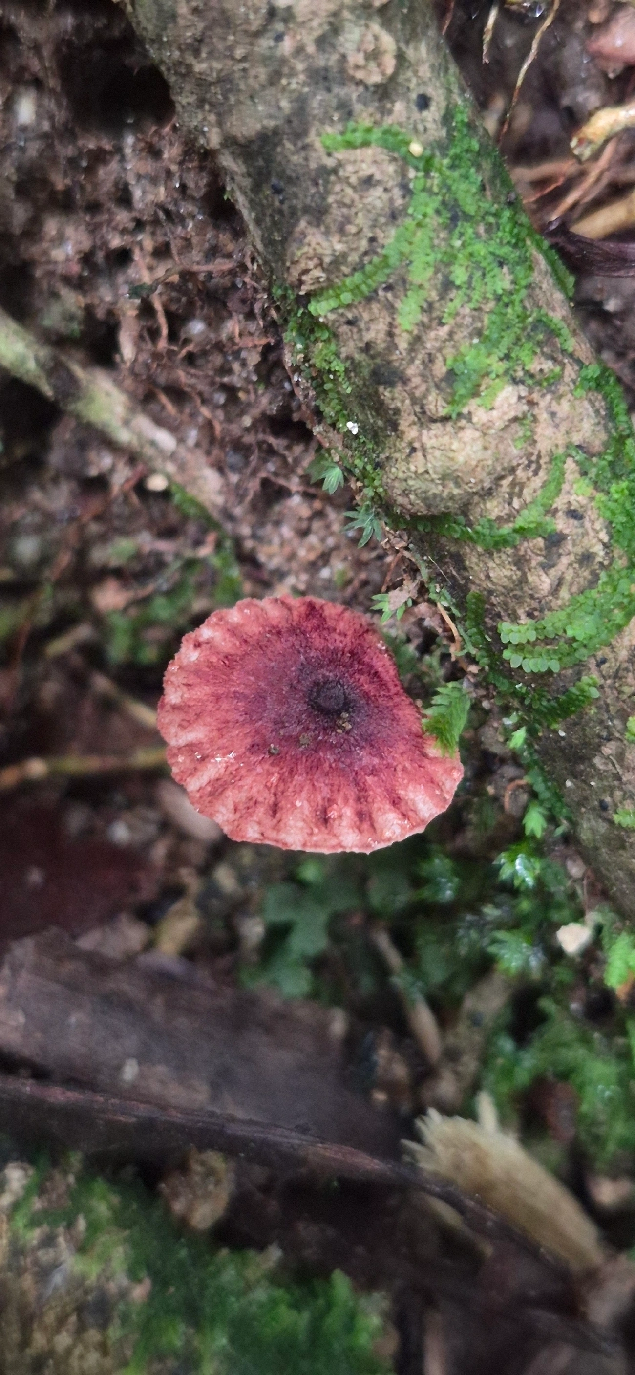 Crinipellis, fungos, fotografado em Camburí, São Sebastião