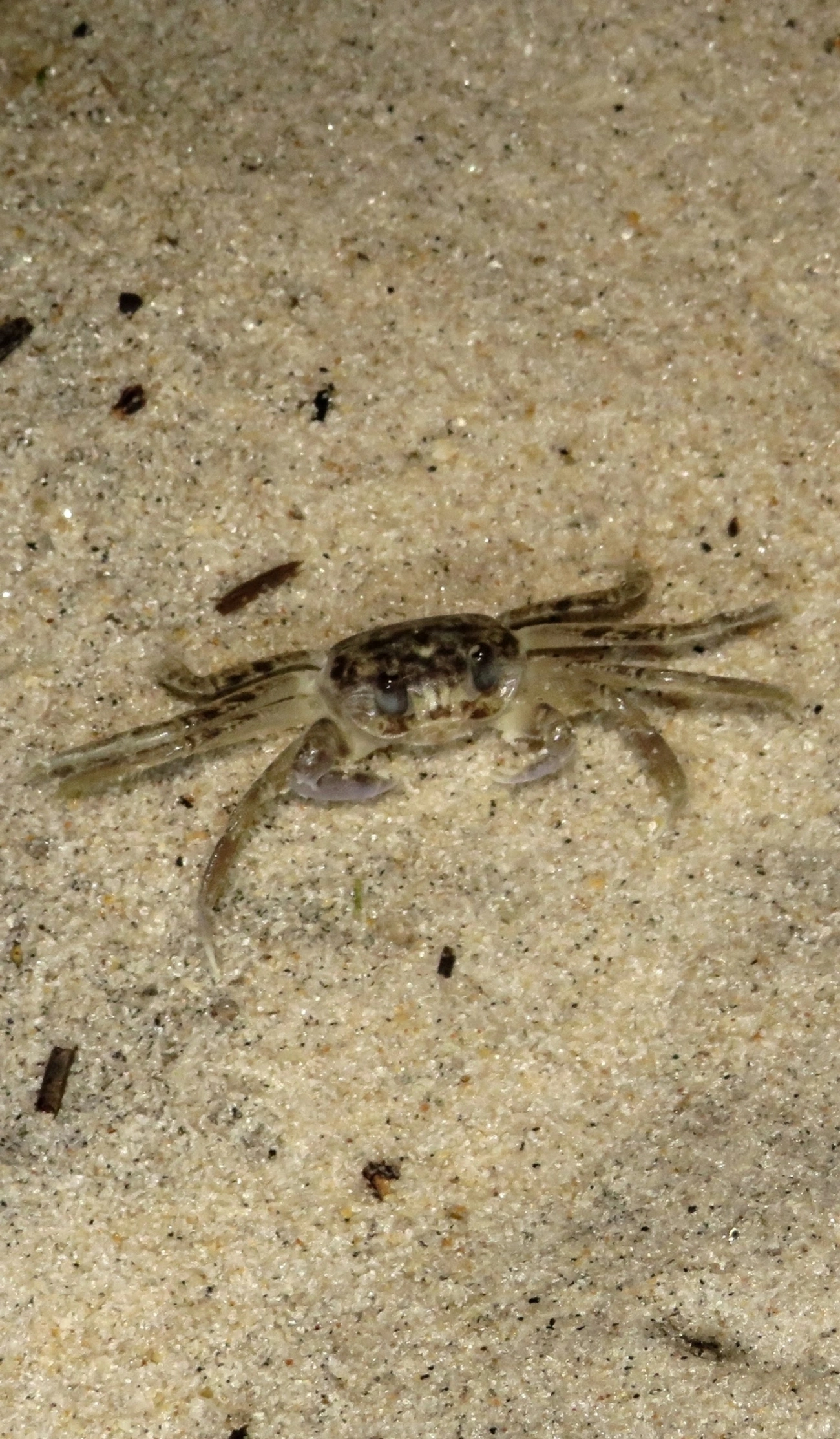 Maria-farinha (Ocypode quadrata), crustáceos, fotografado em Maresias, São Sebastião