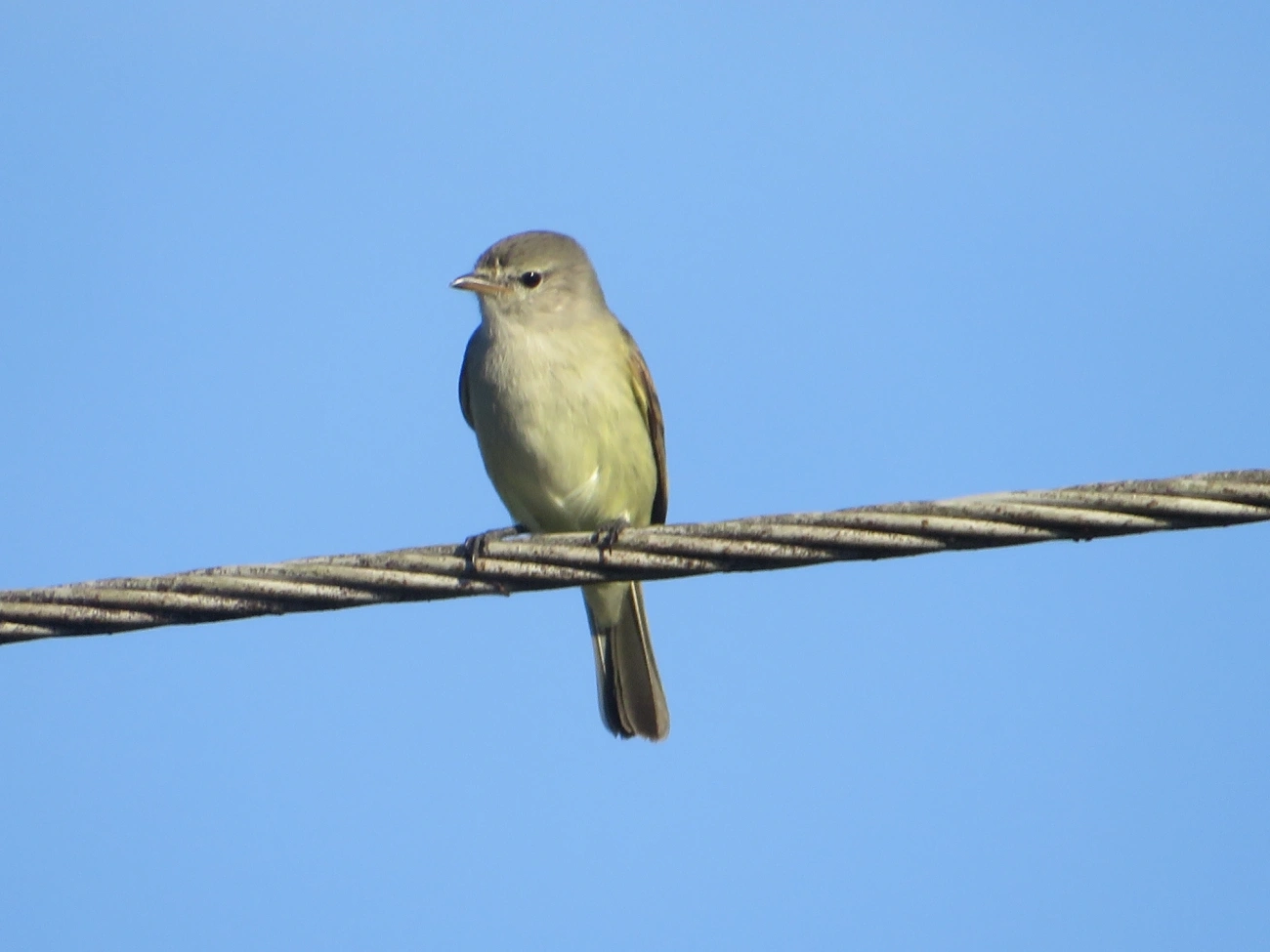 Risadinha (Camptostoma obsoletum), aves, fotografado em Maresias, São Sebastião