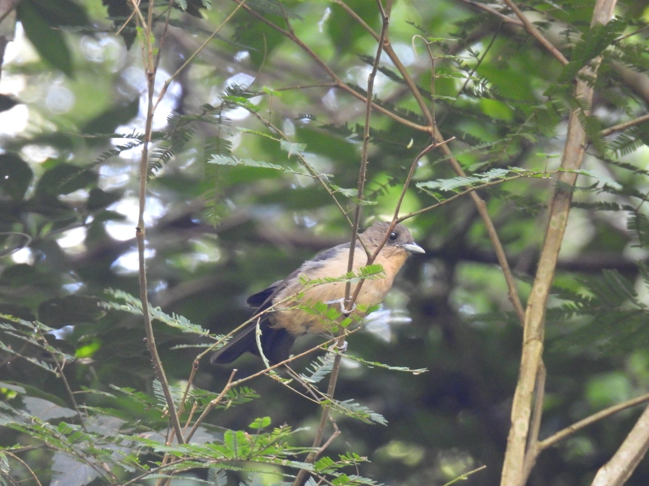 Tiê-de-topete (Trichothraupis melanops), aves, fotografado em Queluz