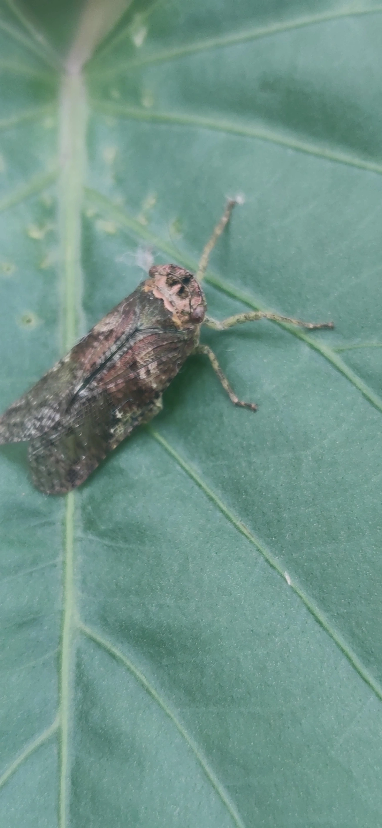 Calyptoproctus, insetos, fotografado em Maresias, São Sebastião