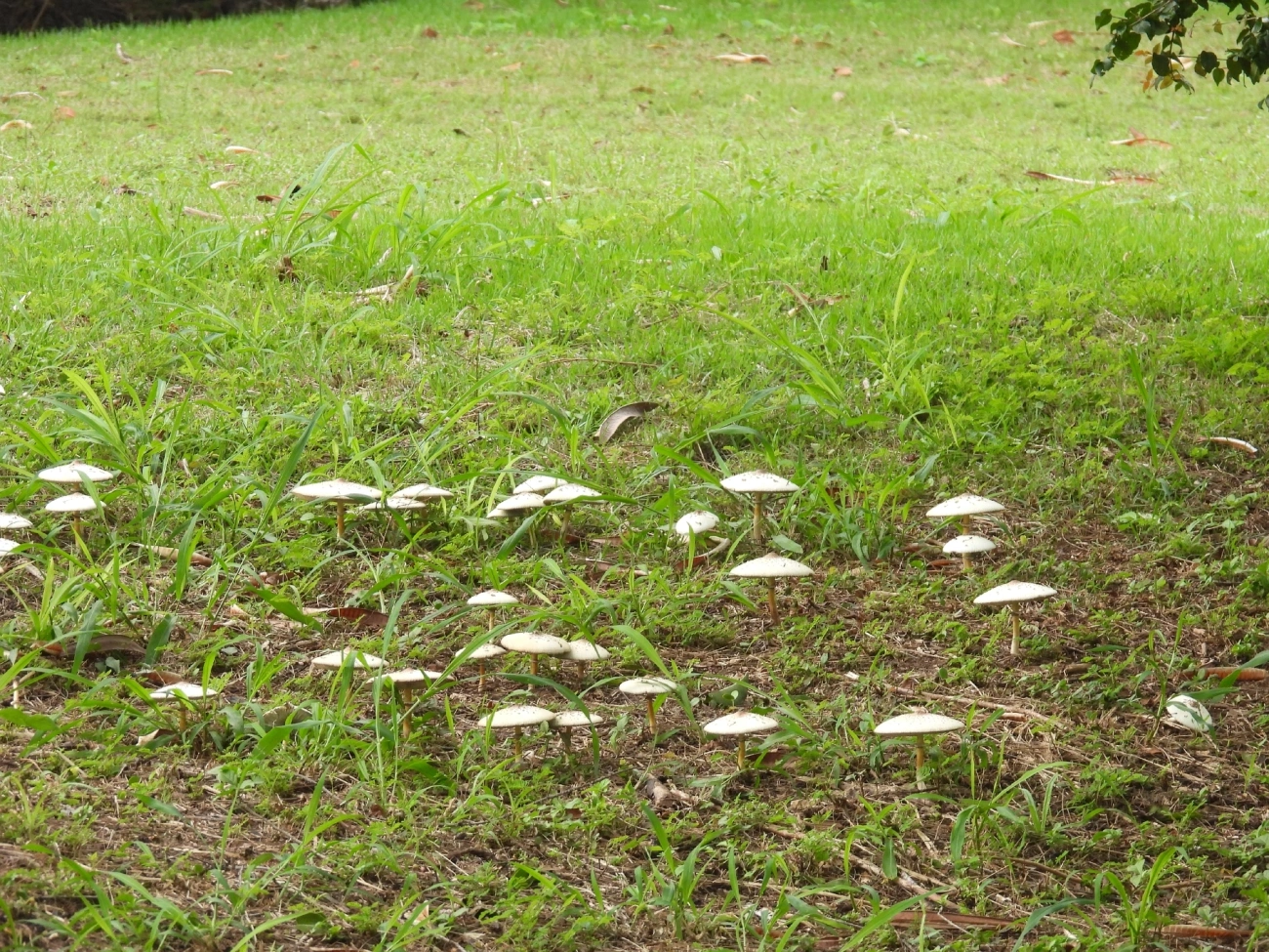 Falso guarda-sol (Chlorophyllum molybdites), fungos, fotografado em Maresias, São Sebastião