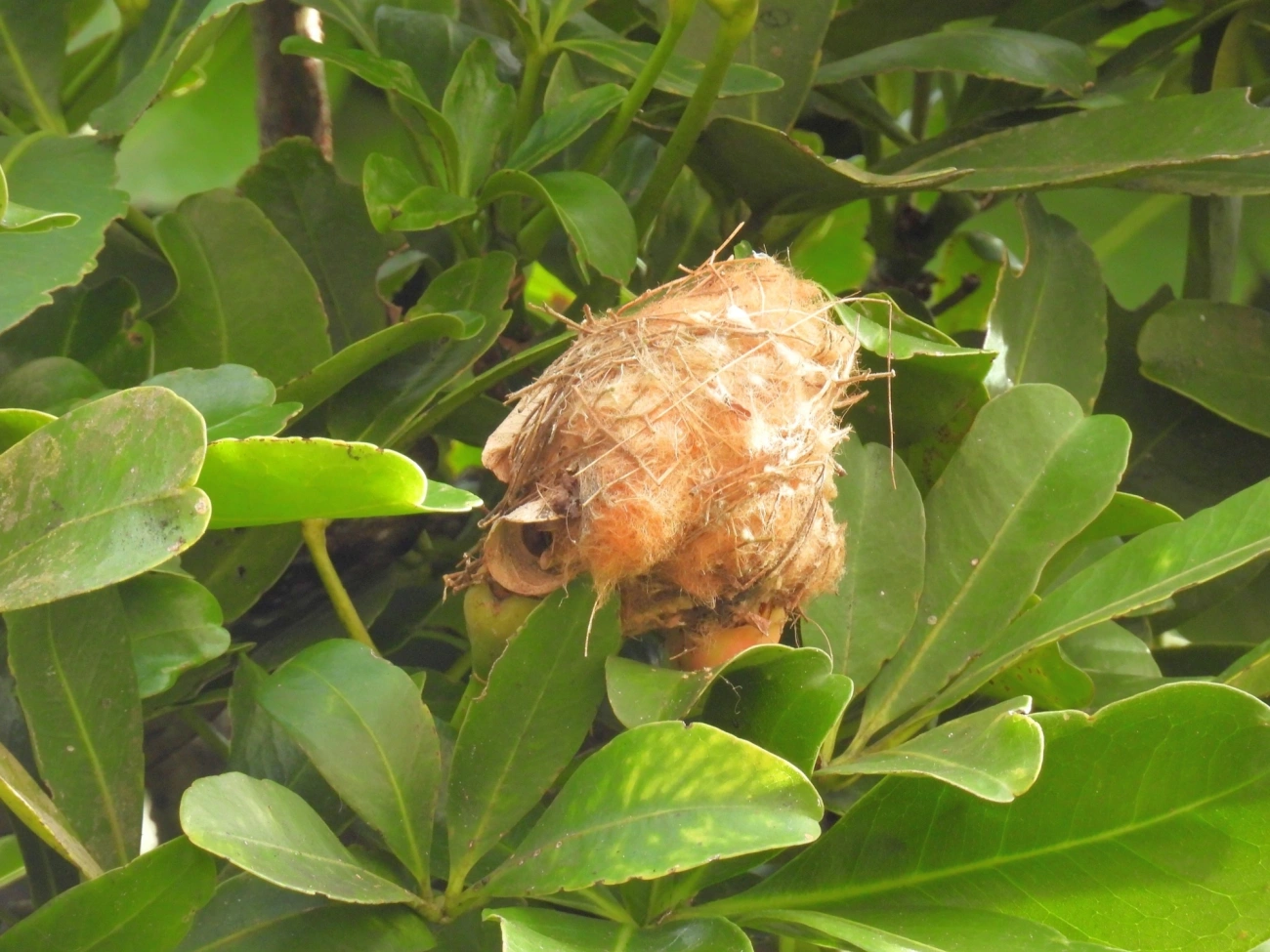 Beija-flores (Trochilidae), aves, fotografado em Maresias, São Sebastião