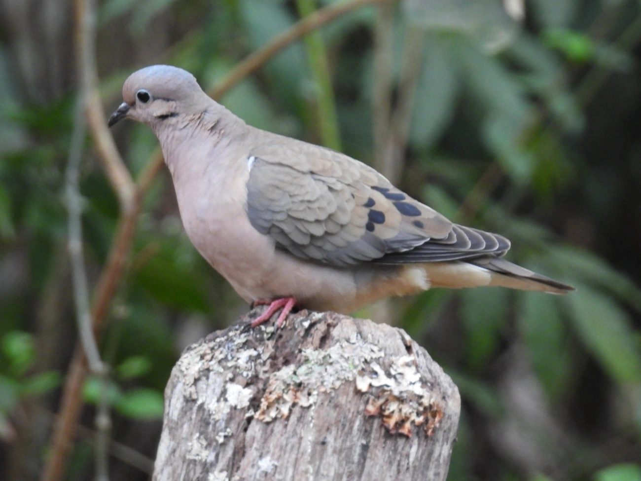Pomba-de-bando (Zenaida auriculata), aves, fotografado em Santa Isabel
