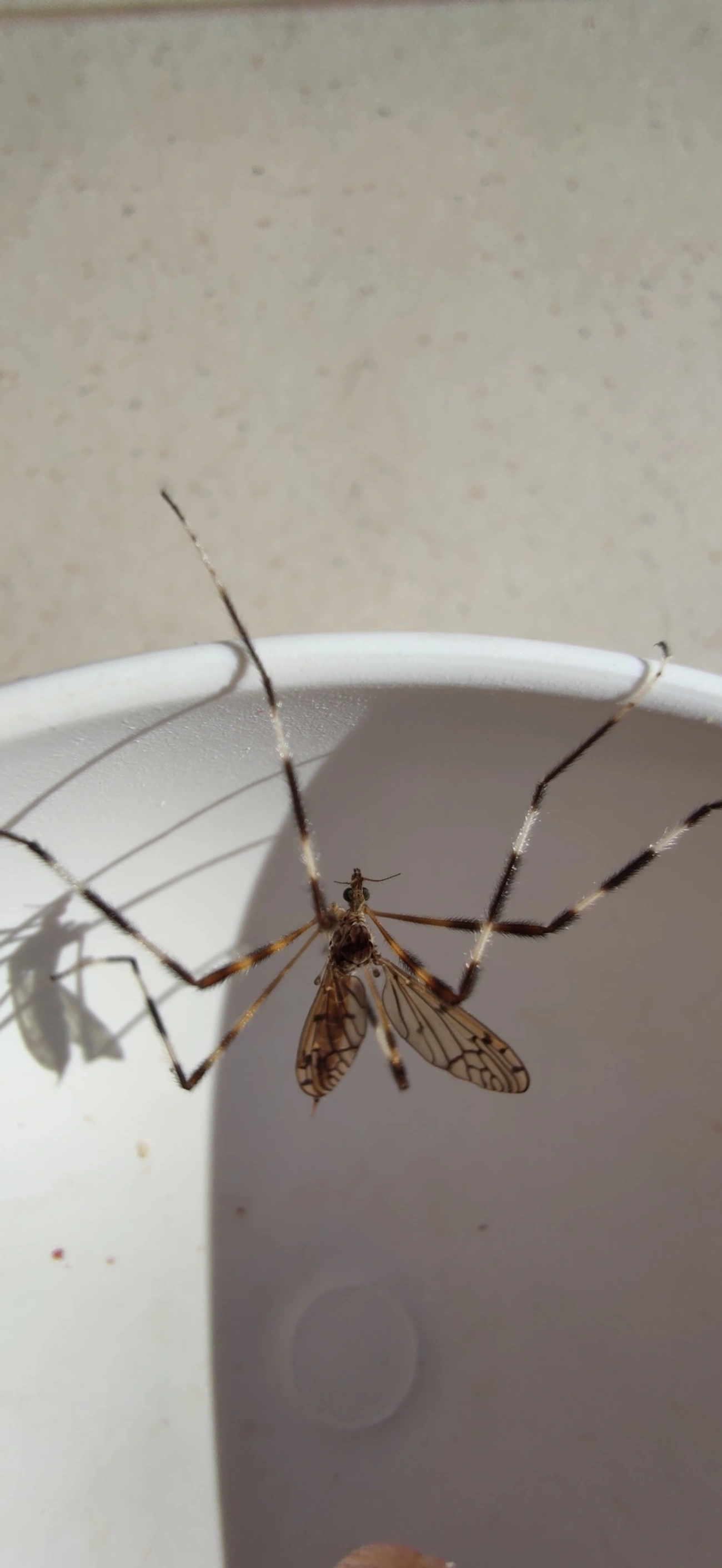 Lecteria bicornuta, insetos, fotografado em Maresias, São Sebastião
