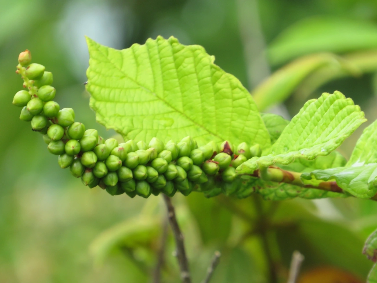 Plantas (Plantae), plantas, fotografado em Indaiá, Caraguatatuba