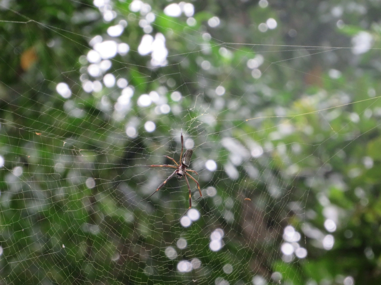 Aranha-de-teia-dourada (Trichonephila clavipes), aracnídeos, fotografado em Maresias, São Sebastião
