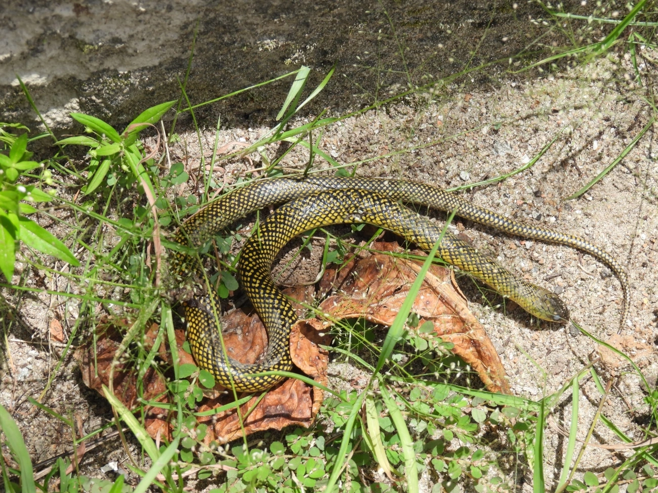 Cobra-d’água-comum (Erythrolamprus miliaris), répteis, fotografado em Maresias, São Sebastião