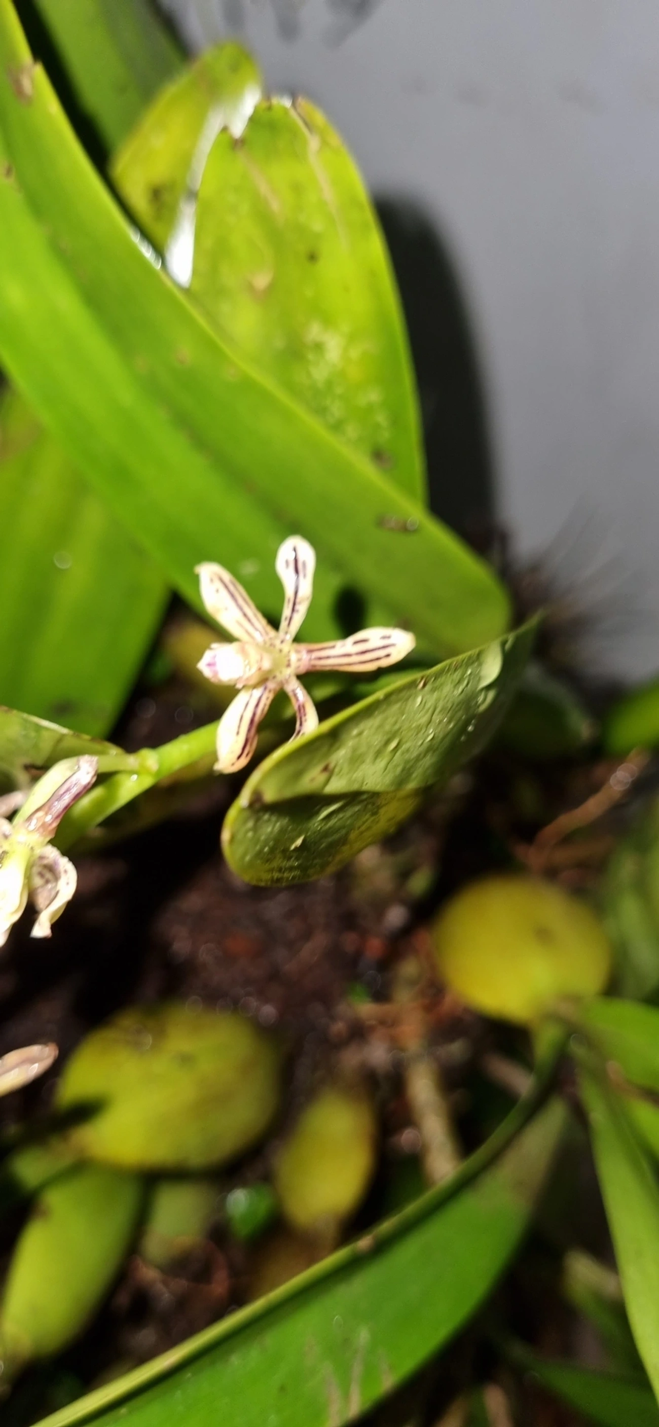 Orquídea-vespa (Prosthechea vespa), plantas, fotografado em Maresias, São Sebastião