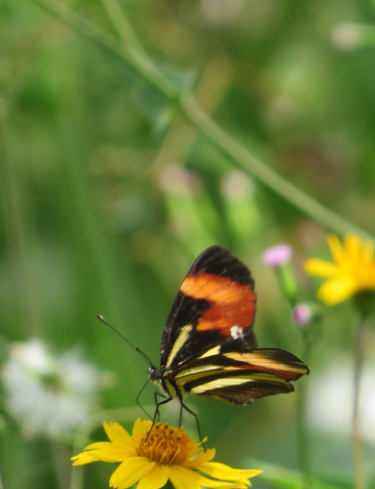 Falsa-erato (Eresia lansdorfi), insetos, fotografado em Maresias, São Sebastião