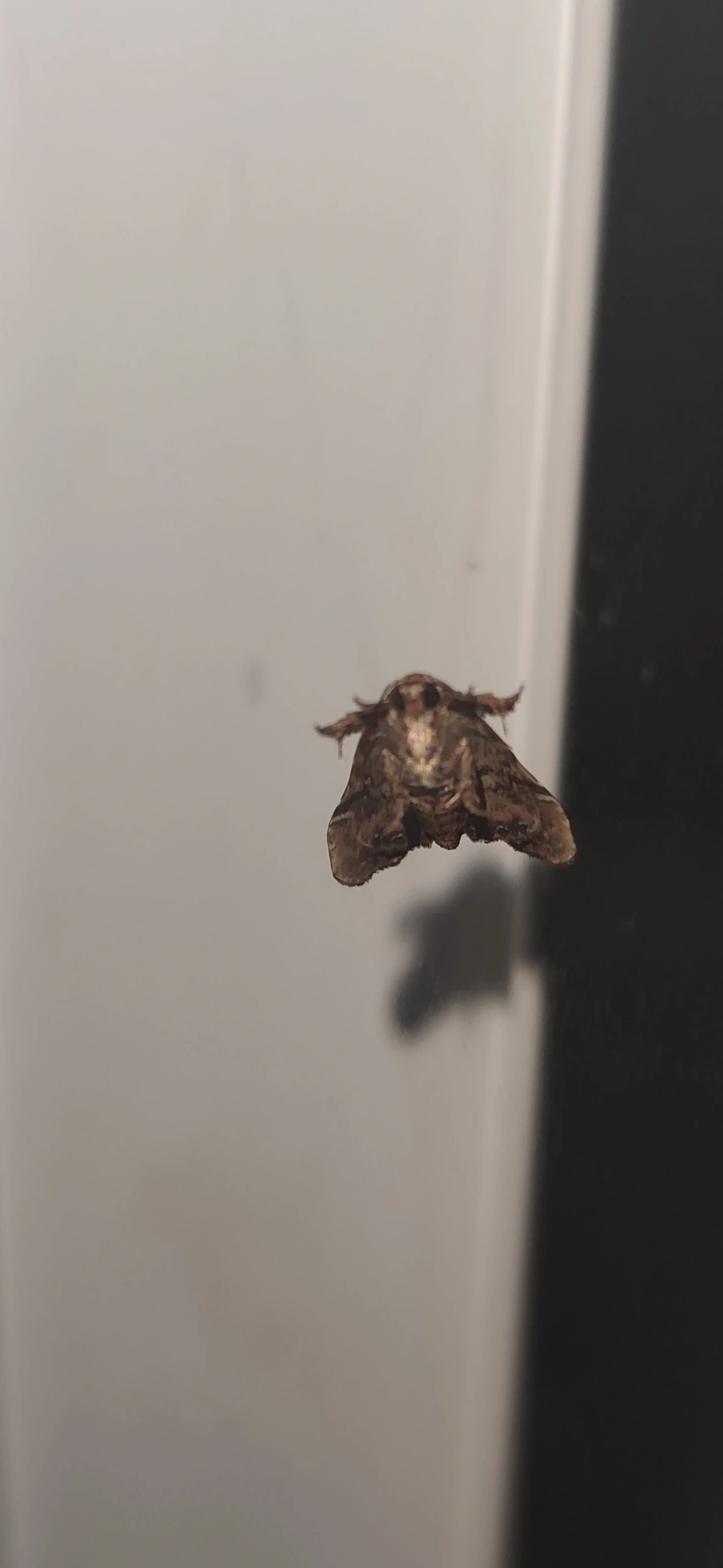 Mariposa-da-samambaia-da-Flórida (Callopistria floridensis), insetos, fotografado em Maresias, São Sebastião
