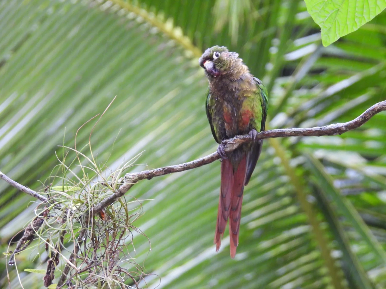 Tiriba-de-testa-vermelha (Pyrrhura frontalis), aves, fotografado em Maresias, São Sebastião