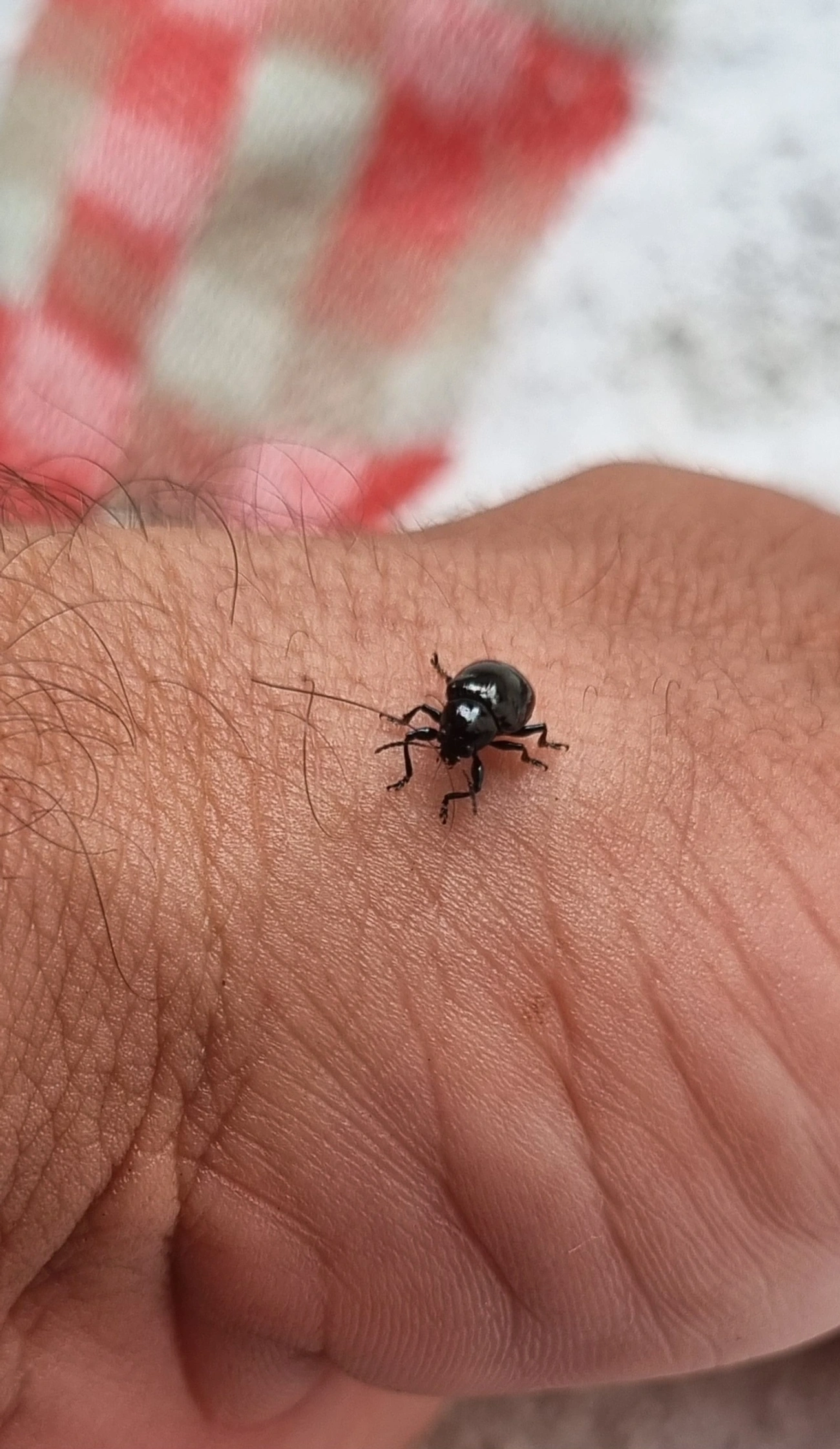 Typophorus, insetos, fotografado em Maresias, São Sebastião