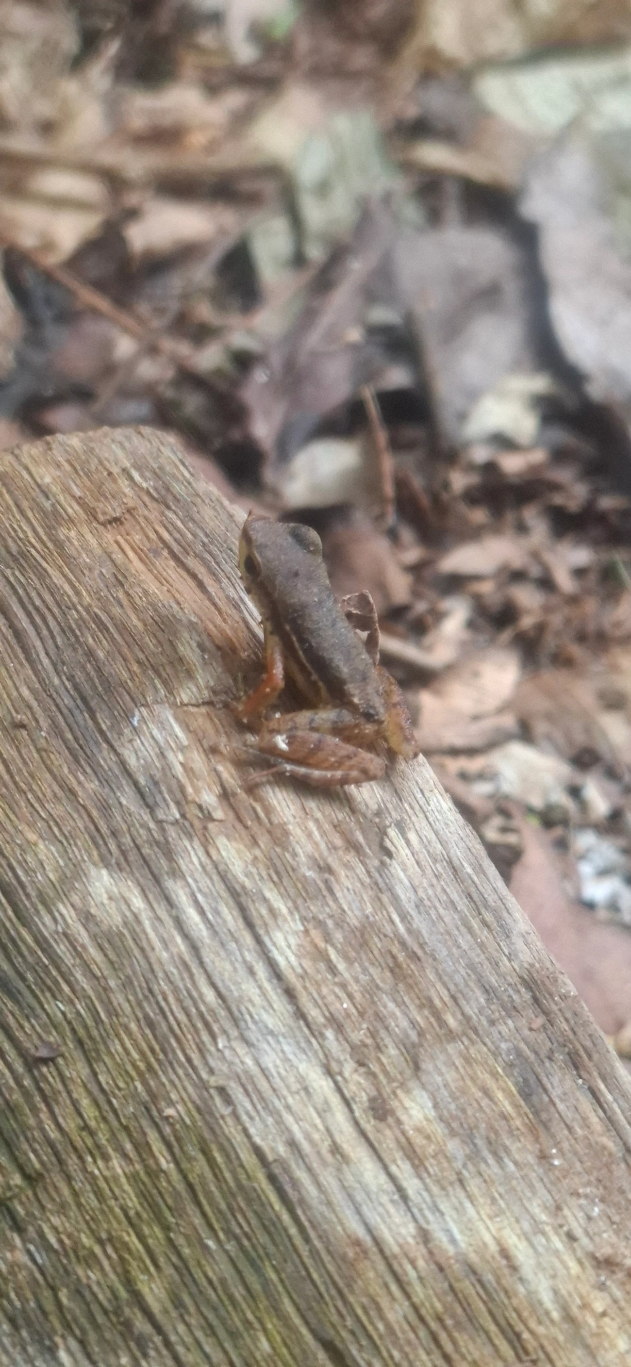 Crossodactylus, anfíbios, fotografado em São Sebastião