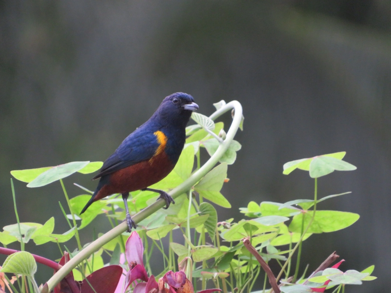 Ferro-velho (Euphonia pectoralis), aves, fotografado em Maresias, São Sebastião