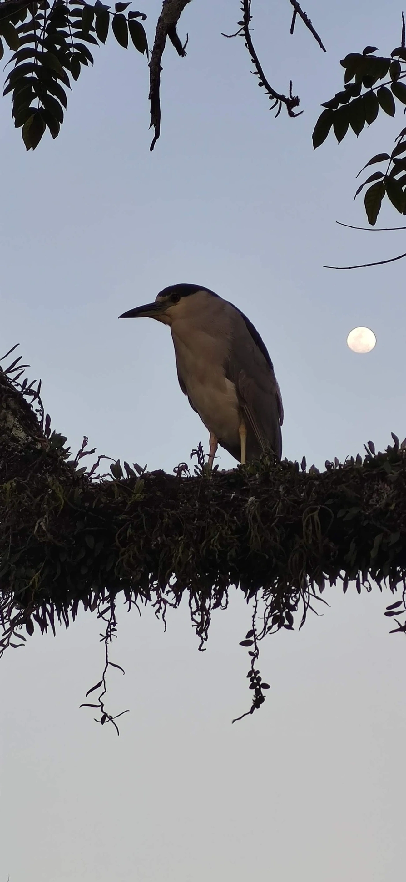 Socó-dorminhoco (Nycticorax nycticorax), aves, fotografado em Caraguatatuba