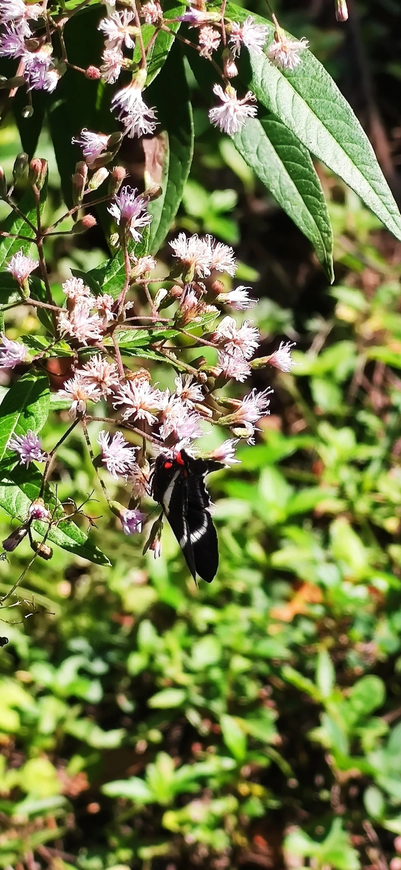 Metálica-de-cauda-longa (Rhetus arcius), insetos, fotografado em Maresias, São Sebastião