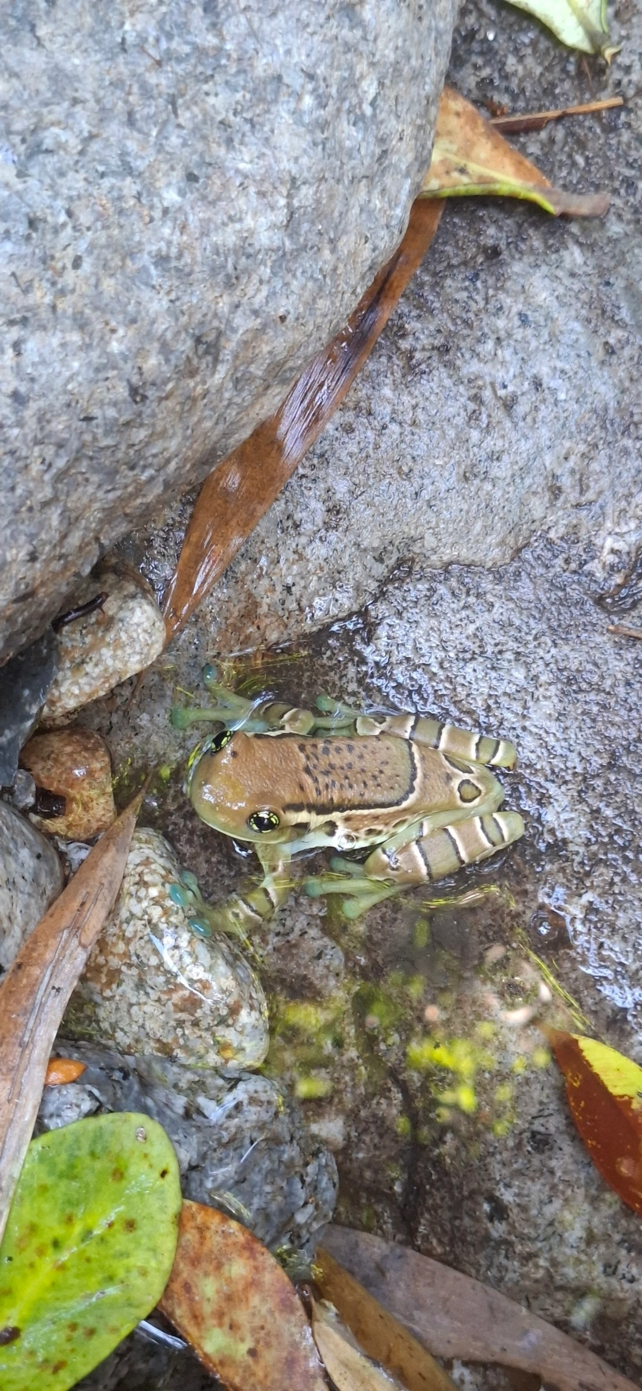 Perereca-de-olhos-dourados-do-Rio (Trachycephalus imitatrix), anfíbios, fotografado em Queluz