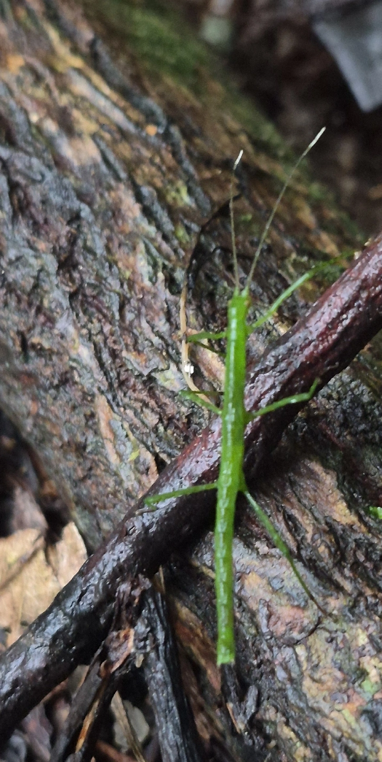 Pygirhynchini, insetos, fotografado em Maresias, São Sebastião