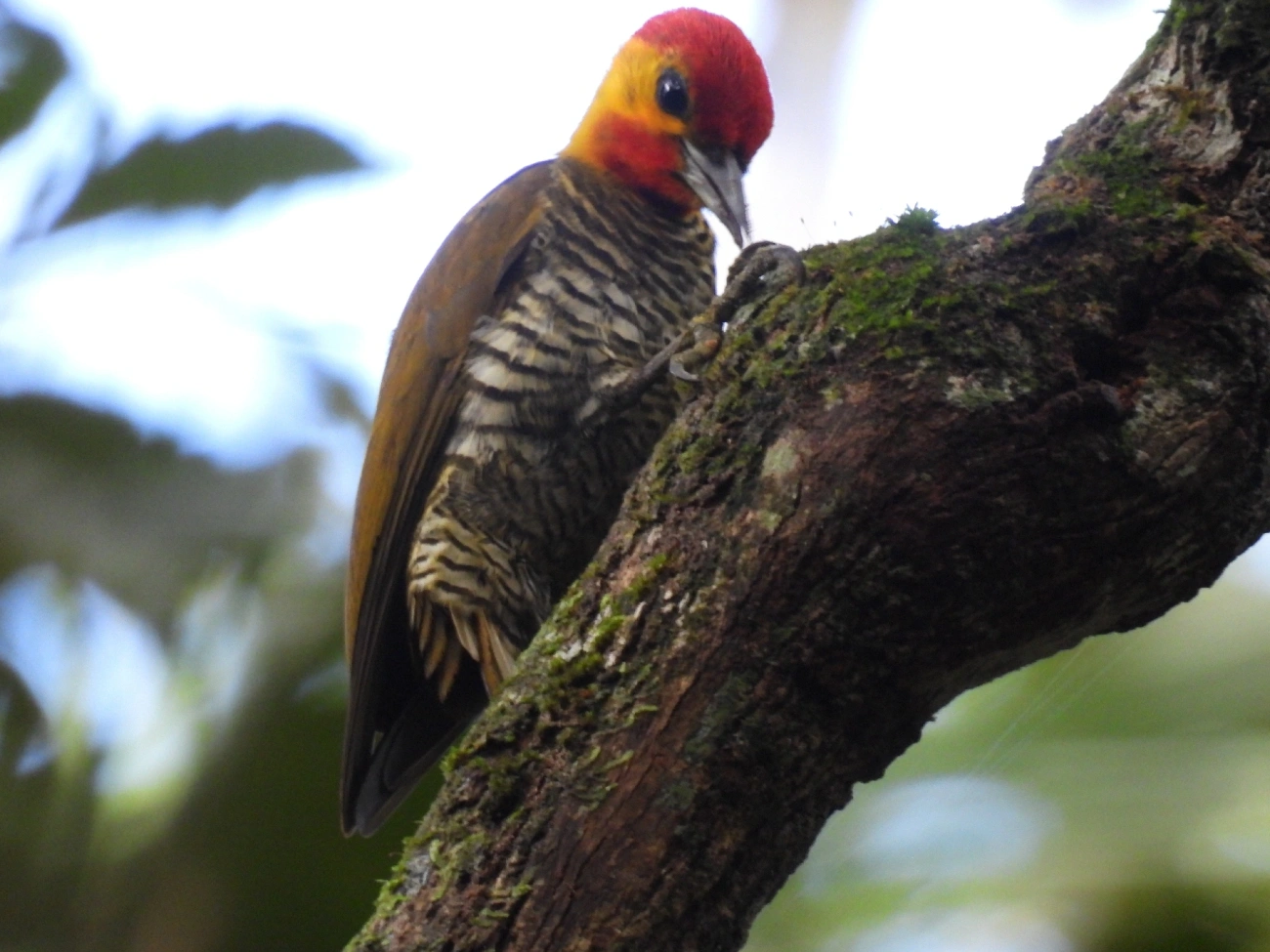 Pica-pau-bufador (Piculus flavigula), aves, fotografado em Maresias, São Sebastião
