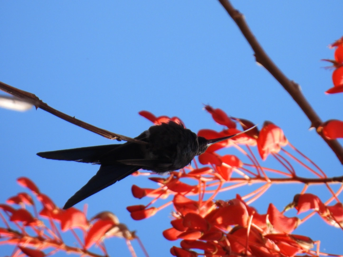 Beija-flor-tesoura (Eupetomena macroura), aves, fotografado em Cunha