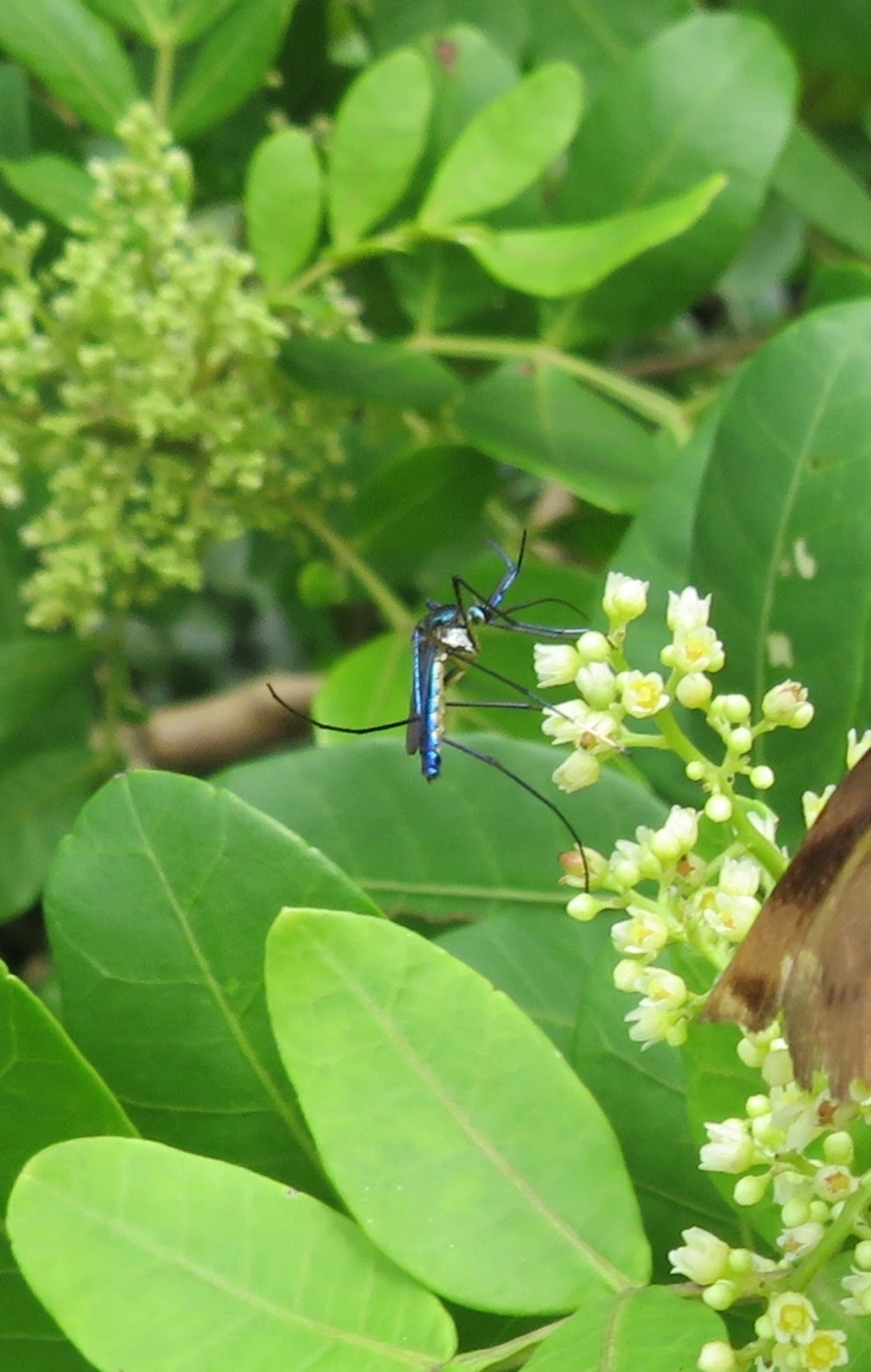 Mosquito-elefante (Toxorhynchites purpureus), insetos, fotografado em Maresias, São Sebastião