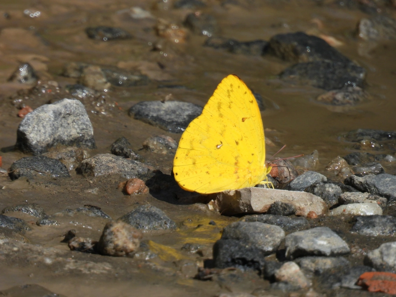 Borboleta-amarela (Phoebis argante), insetos, fotografado em Maresias, São Sebastião