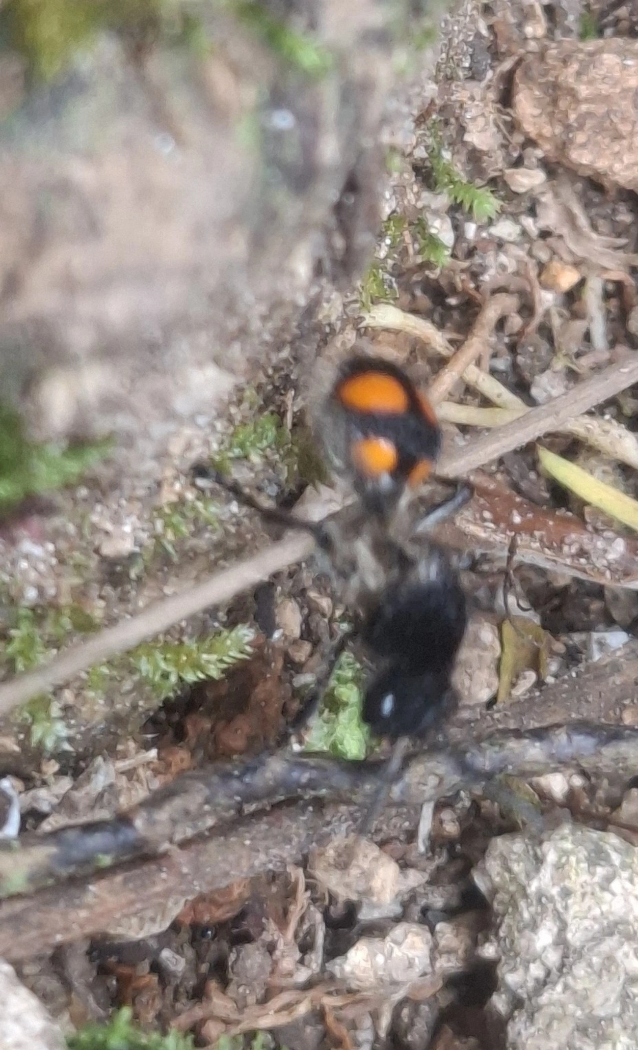 Traumatomutilla, insetos, fotografado em Pedra Selada